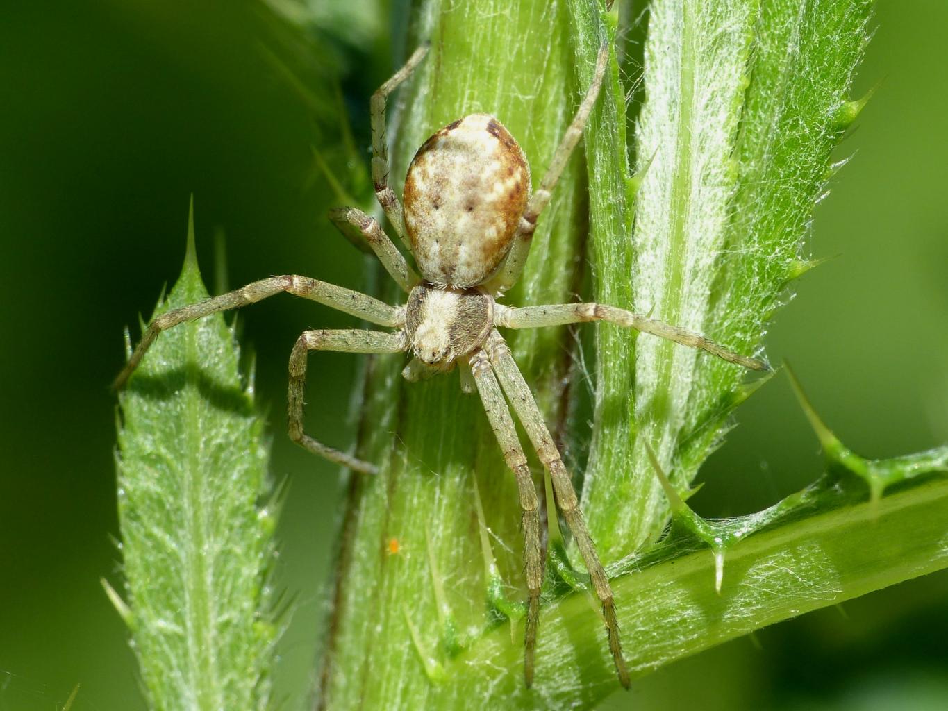 Coppia di Philodromus sp. - Bologna